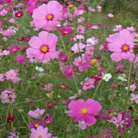 一面のコスモス