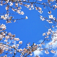 青空に映える桜