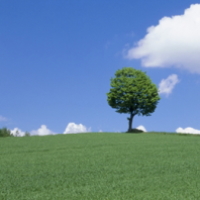 丘の上の一本の木